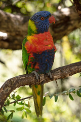 The rainbow lorikeet has a bright yellow-orange/red breast, a mostly violet-blue throat and a yellow-green collar.