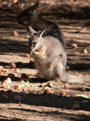 The Red Necked Wallaby Has Mostly Tawny Grey Fur, With A White Chest And Belly, And A Dark Brown Muzzle, Paws And Feet. It Is Has A  Red-Tinted Fur On The Back Of Its Neck And Shoulders.