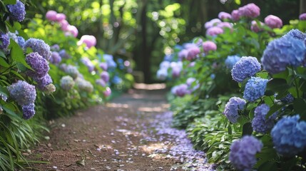 Obraz premium A garden path surrounded by blooming hydrangeas