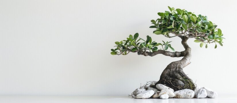 Amomum tsao-ko displayed on a clean white background to enhance its features with ample copy space image.