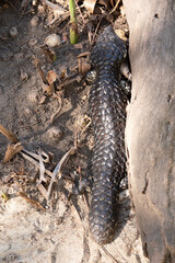 The Shingleback has a very large head, a very short blunt tail, short legs and large rough scales.