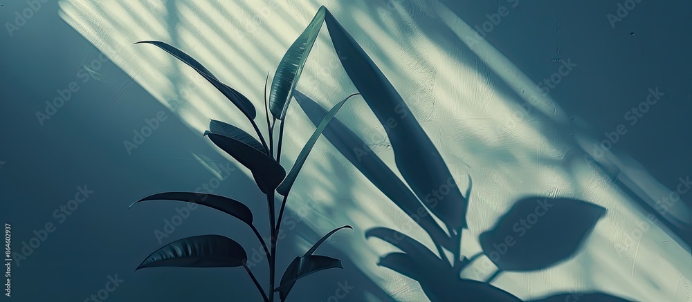 Canvas Prints a plant's shadow against a grey backdrop provides ample copy space image.