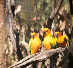 three sun conure parrots sitting on a branch