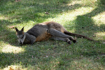 The swamp wallaby has dark brown fur, often with lighter rusty patches on the belly, chest and base of the ears.. .