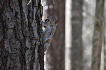 Obraz premium Squirrel in a tree with a snack!