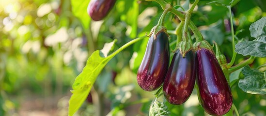 Fresh eggplant growing on a tree branch in a rural garden, creating a beautiful copy space image.