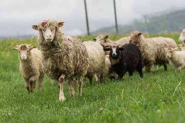 a herd of sheep graze in a meadow in the summer in the mountains