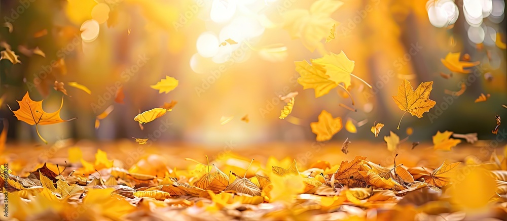 Poster there is an autumnal setting with yellow leaves fallen on the ground in the copy space image.