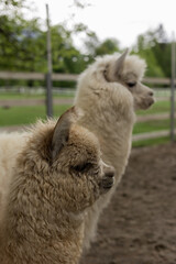 Obraz premium portrait of an Alpaca on a farm