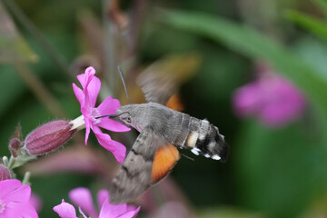 Closeup on the colorful hummingbird hawk-moth, Macroglossum stellatarum drinking nectar from a pink flowering red campion, Silene dioica