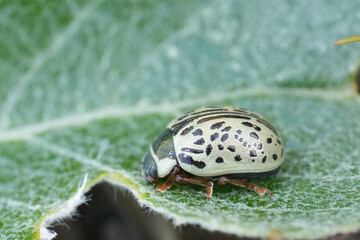Closeup on a Common Willow Calligrapher Beetle, Calligrapha multipunctata from South Oregon, USA