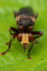 Facial extreme closeup on a European ferroginous bee-grabber Thick-headed fly, Sicus ferrugineus