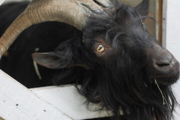 goats and sheep on the farm