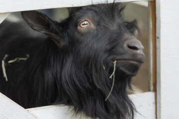goats and sheep on the farm