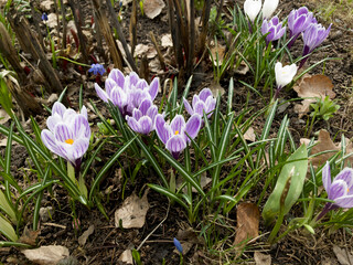 crocuses in the snow