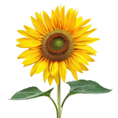 Obraz premium A vibrant and detailed sunflower with bright yellow petals and a green center, isolated on a transparent background