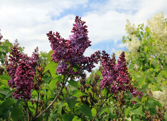 Purple ooming lilac on bush