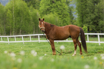Fototapeta premium The horse is not in the meadow on the farm