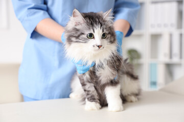 Veterinarian examining cute cat after sterilization in vet clinic