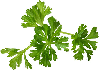 Fototapeta premium Fresh organic parsley on a transparent background png 