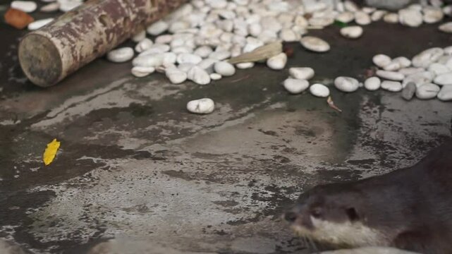 Beavers or Lutrinae. The 13 extant otter species are all semiaquatic, aquatic, or marine, with diets based on fish and invertebrates.