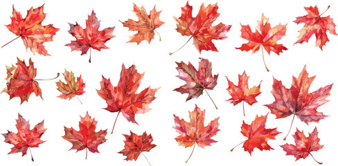 maple leaves  watercolor clipart	