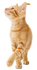 Cute Orange Kitten Walking Looking Up Side © adogslifephoto
