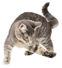 Funny Kitten Playing Batting With Paw - Extracted © adogslifephoto