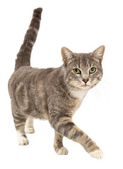 Grey tabby cat walking forward looking at camera - Extracted
