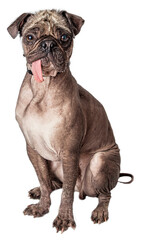 Obraz premium Funny Hairless Pug Tongue Hanging Out
