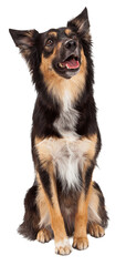 Happy Border Collie Crossbreed Looking Up - Extracted