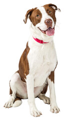 Happy dog sitting with happy smiling expression - Extracted