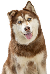 Happy Smiling Husky Dog Closeup - Extracted © adogslifephoto