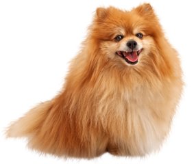 Happy Smiling Pomeranian Dog Sitting Looking Forward - Extracted