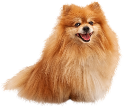 Happy Smiling Pomeranian Dog Sitting Looking Forward - Extracted