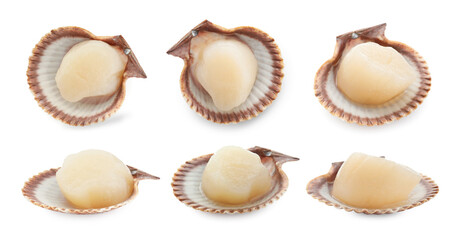 Fresh scallops isolated on white, set. Seafood