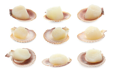 Fresh scallops isolated on white, set. Seafood