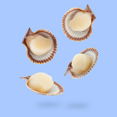 Scallops with shells falling on light blue background