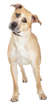 Yellow Labrador Retriever Crossbreed Dog Tilting Head and Looking at Camera - Extracted on a transparent background
