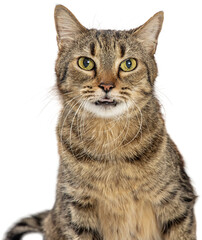 Closeup of Brown Tabby Cat Looking at Camera Closeup. Extracted on transparent background.