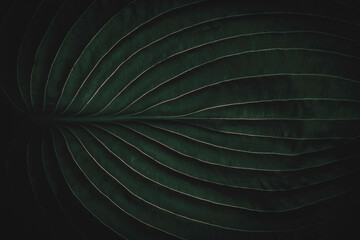 Tropical jungle leaf, full frame closeup shot, with intricate vein pattern, dark green moody artistic botanical foliage