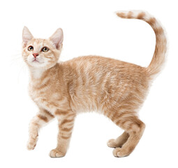 Profile Buff Tabby Playful Kitten - Extracted