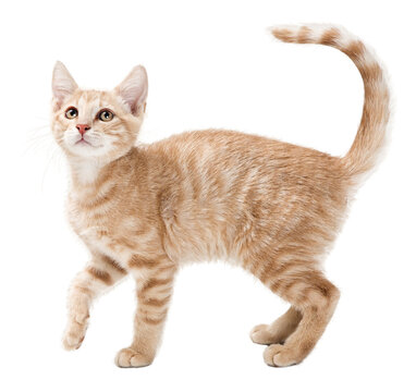 Profile Buff Tabby Playful Kitten - Extracted