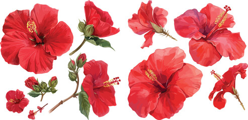  red hibiscus watercolor clipart	