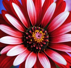 red dahlia flower, nature, macro, flowers, flora, yellow, petals, beauty, spring, petal, garden, plant, closeup, summer