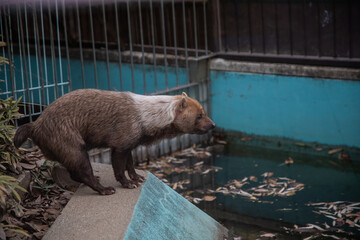 動物園のヤブイヌ