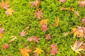 苔の上の紅葉