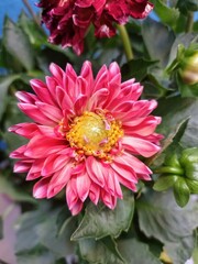 pink dahlia flower