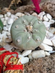 cactus peyote in the garden