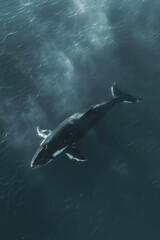 Fototapeta premium A humpback whale swimming freely in the ocean, with sunlight reflecting off its body